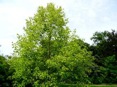Tulipier de Virginie panaché, Liriodendron tulipifera aure… 