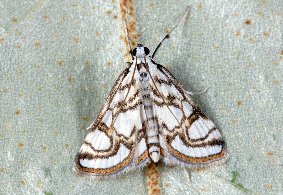 Nature lepidoptera wings