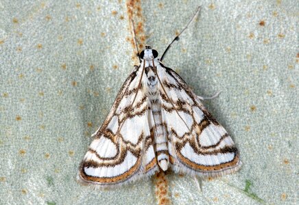 Nature lepidoptera wings