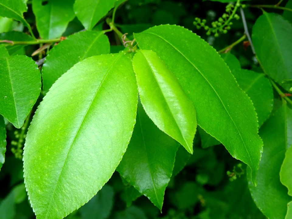 Feuilles du Cerisier tardif ou cerisier noir, Prunus serot… 