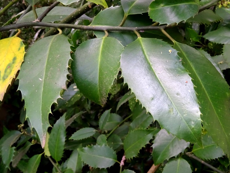 Houx à feuilles de châtaignier, Ilex x koehneana 'castanei… 