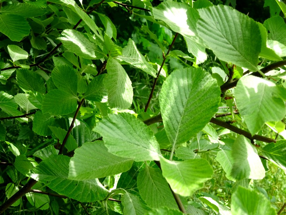 Feuilles de l' Alisier blanc, Sorbus aria, Rosacées 