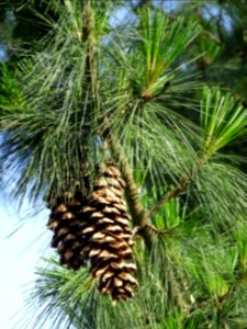 Cônes femelles du Pin pleureur de l'Himalaya, Pinus wallic… 