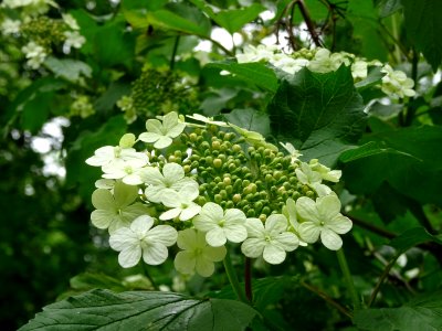 Fleurs de la Viorne obier, Viburnum opulus, Caprifoliacées… 