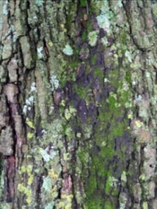 Ecorce de l'Aulne de Corse ou Aulne à feuilles en coeur, A… 