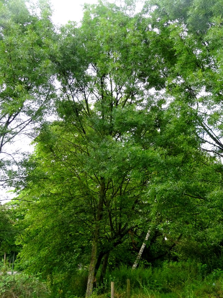 Frêne à feuilles étroites, Fraxinus angustifolia, Oléacées… 