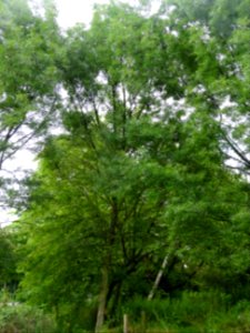 Frêne à feuilles étroites, Fraxinus angustifolia, Oléacées… 