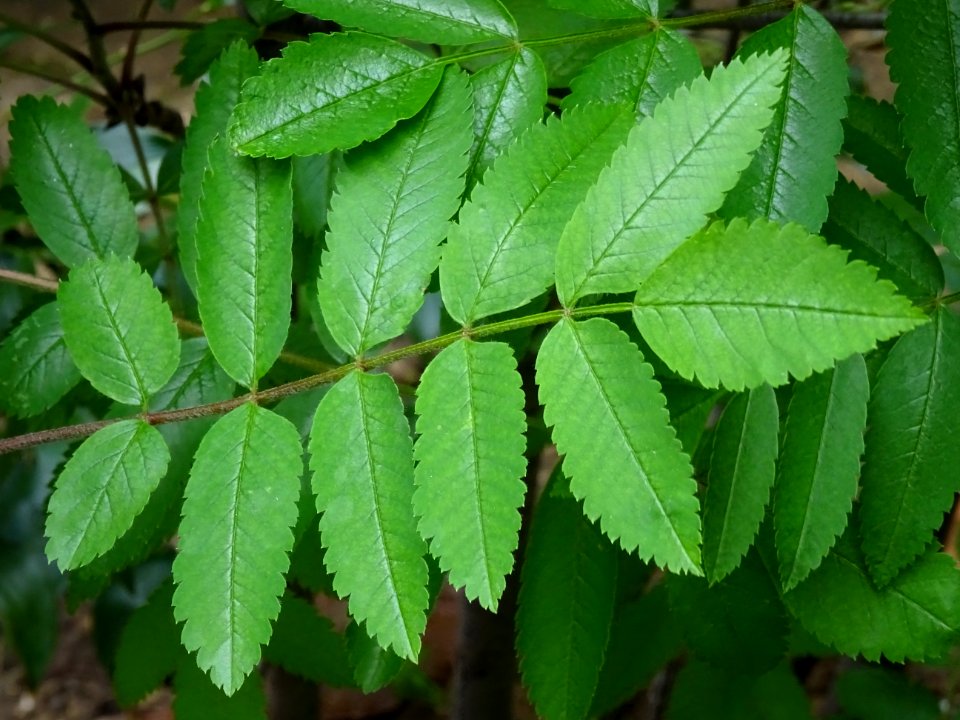 Feuilles du Sorbier des oiseleurs, Sorbus aucuparia, Malac… 