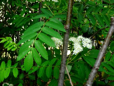 Fleurs et feuilles du Sorbier des oiseleurs, Sorbus aucupa… 