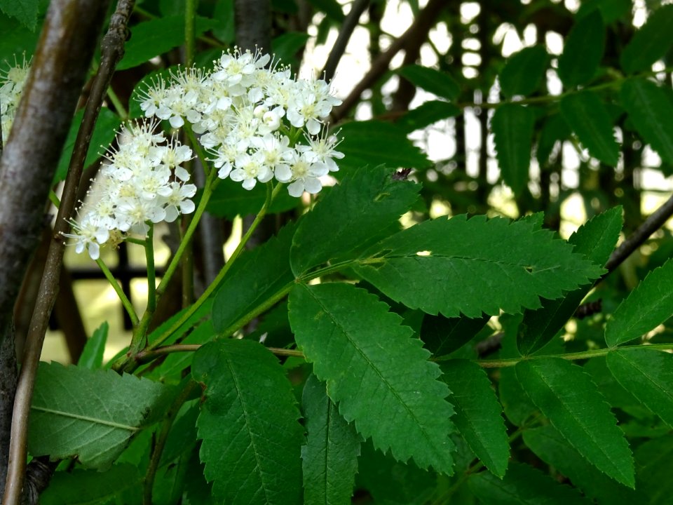 Fleurs et feuilles du Sorbier des oiseleurs, Sorbus aucupa… 
