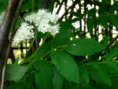 Fleurs et feuilles du Sorbier des oiseleurs, Sorbus aucupa… 