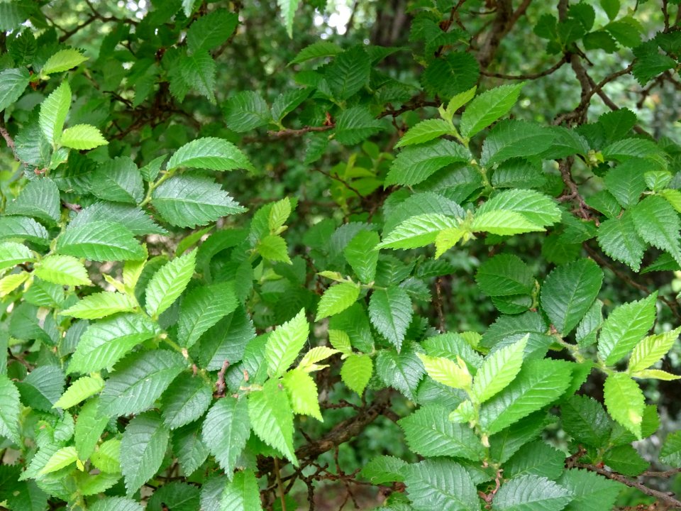 Feuilles de l'Orme champêtre, Ulmus campestris, Ulmacées 