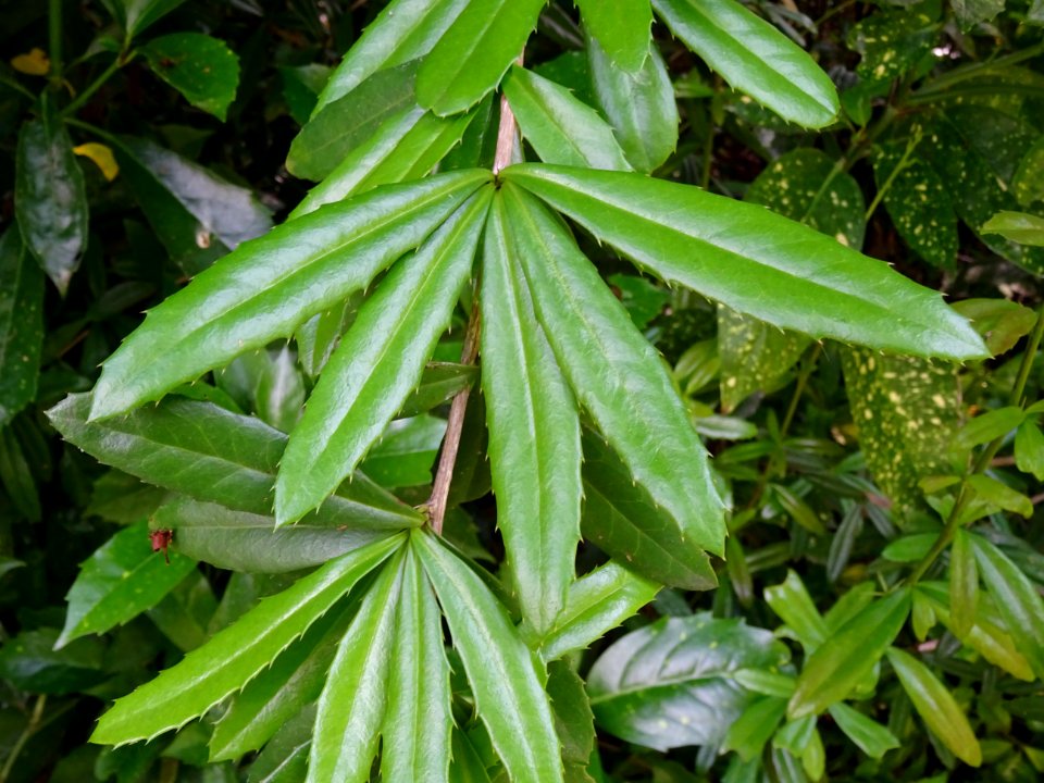 Epine-vinette de Juliana, Berberis julianae, Berbéridacées… 