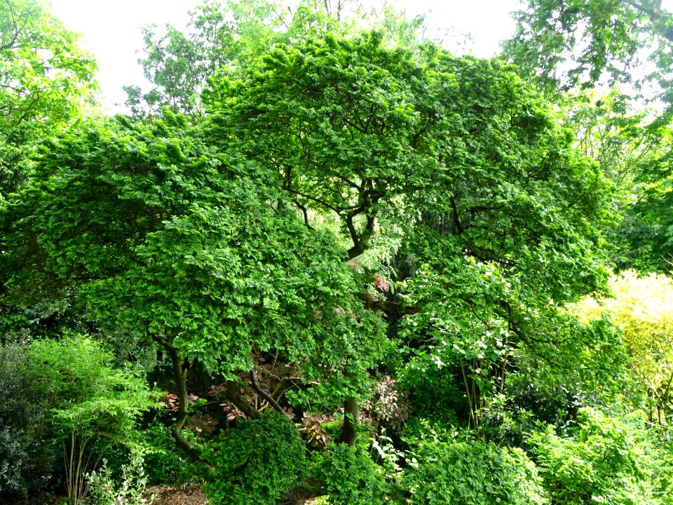 Orme champêtre, Ulmus campestris, Ulmacées 