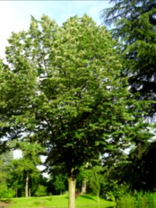 Tilleul argenté ou Tilleul de Hongrie, Tilia tomentosa, Ti… 