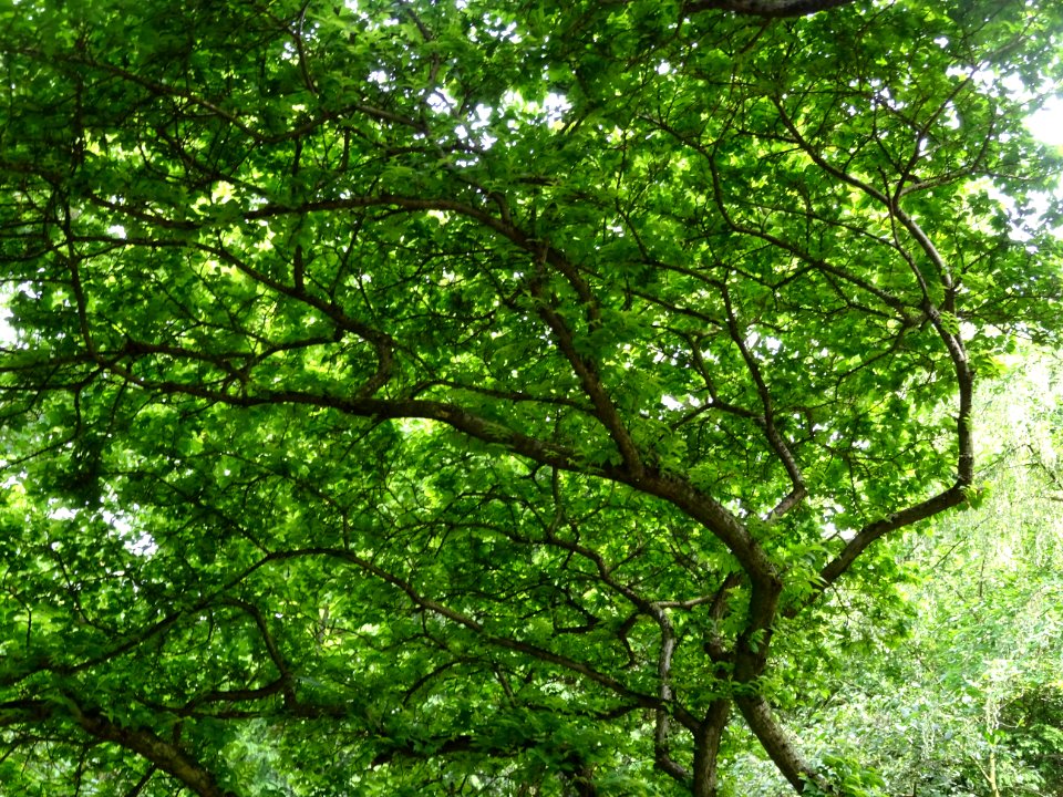 Feuilles de l'Orme champêtre, Ulmus campestris, Ulmacées 