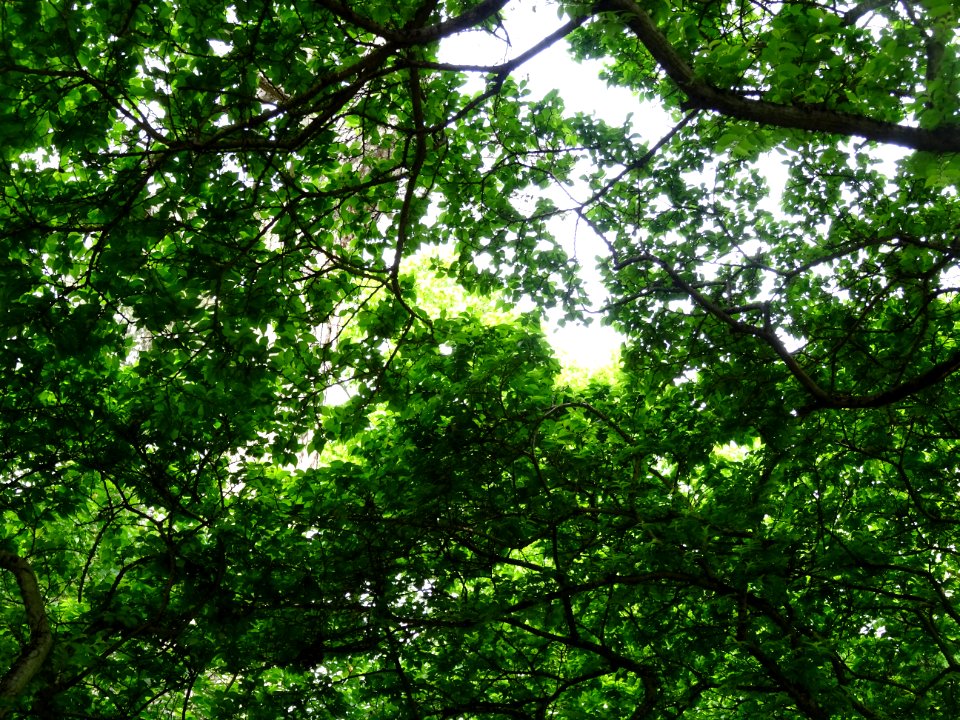 Feuilles de l'Orme champêtre, Ulmus campestris, Ulmacées 