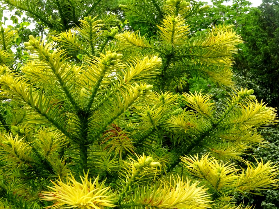 Jeunes pousses terminales de l'Araucaria élégant ou Sapin … 