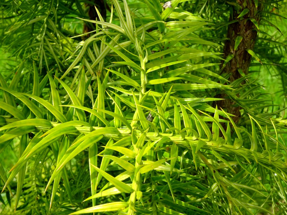 Jeunes branches de l'Araucaria élégant ou Sapin de Chine, … 