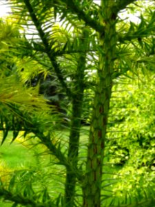 Jeunes troncs et branches de l'Araucaria élégant ou Sapin … 