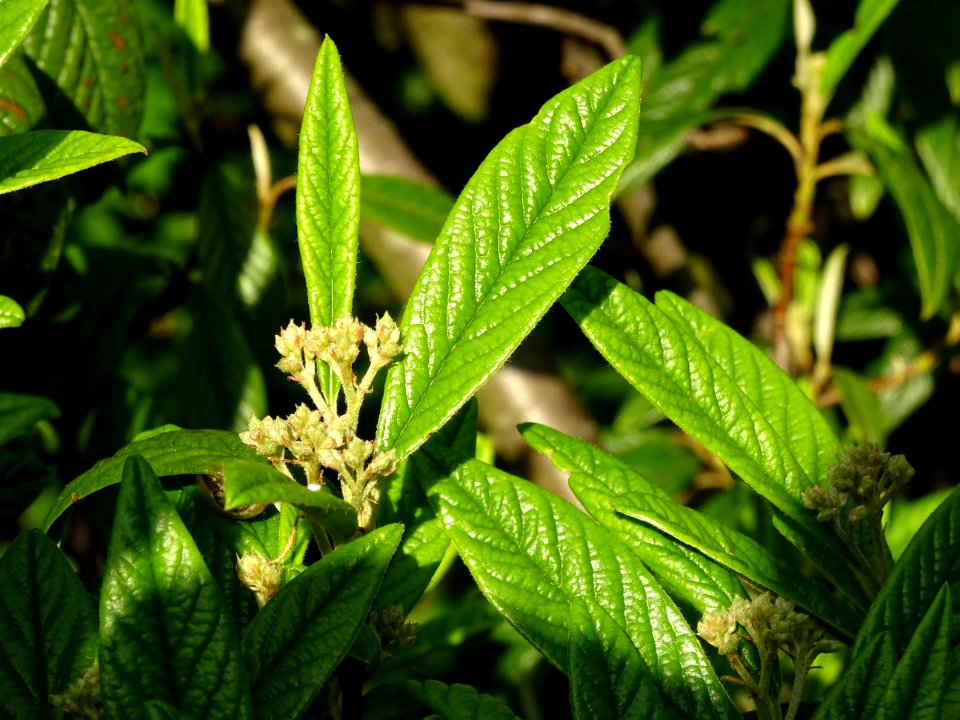 Cotonéastre à feuilles de saule, Cotoneaster salicifolius,… 
