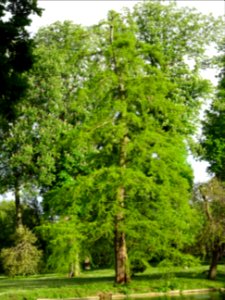 Cyprès chauve des marécages, Taxodium distichum, Taxodiacé… 