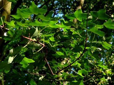 Feuilles trilobées de l'Erable de Montpellier, Acer monspe… 