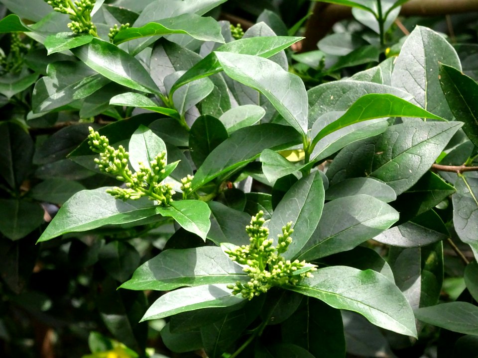 Feuilles et inflorescences du Troène commun, Ligustrum vul… 
