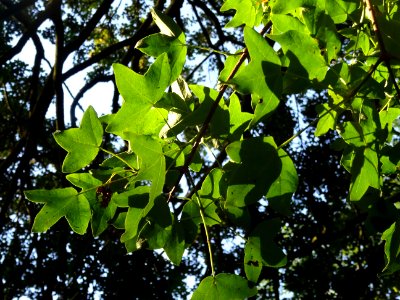 Feuilles trilobées de l'Erable de Montpellier, Acer monspe… 