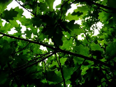 Feuilles du Chêne pédonculé, Quercus robur, Fagacées 