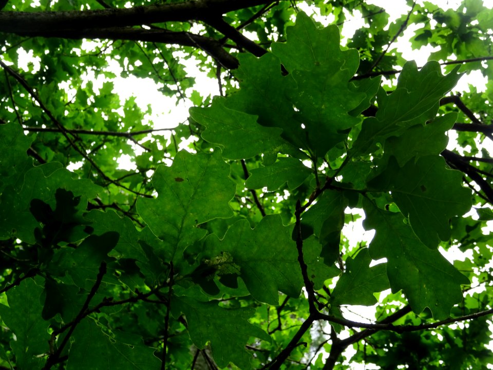 Feuilles du Chêne pédonculé, Quercus robur, Fagacées 