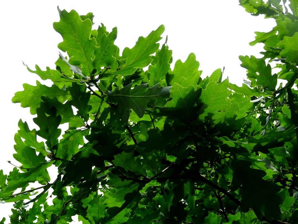 Feuilles du Chêne pédonculé, Quercus robur, Fagacées 