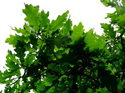 Feuilles du Chêne pédonculé, Quercus robur, Fagacées 
