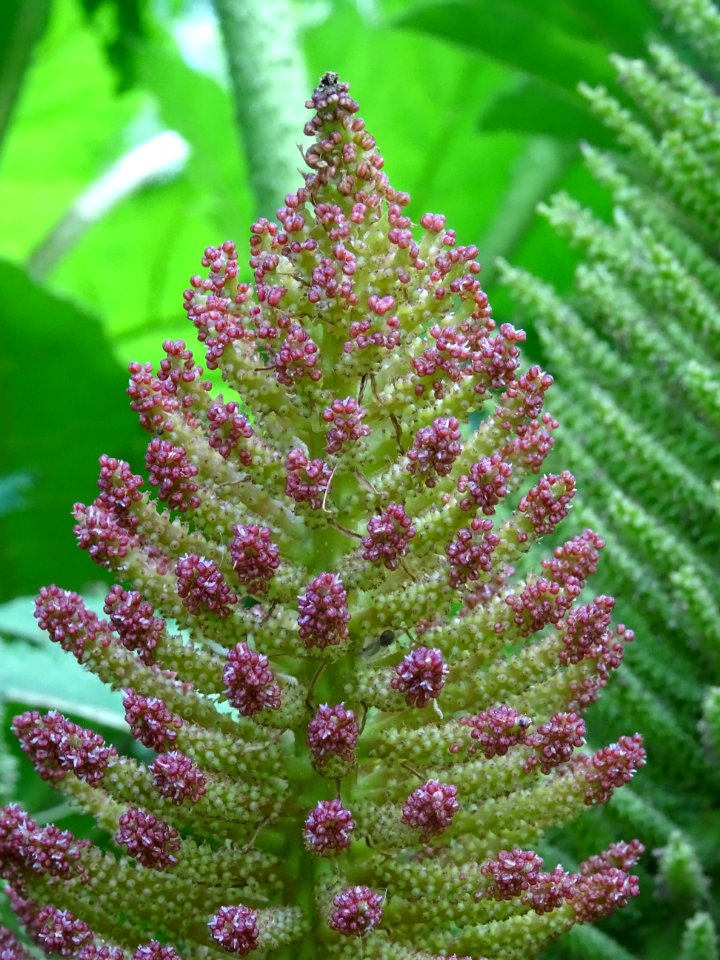 Inflorescence de la Rhubarbe géante du Chili, Gunnera chil… 