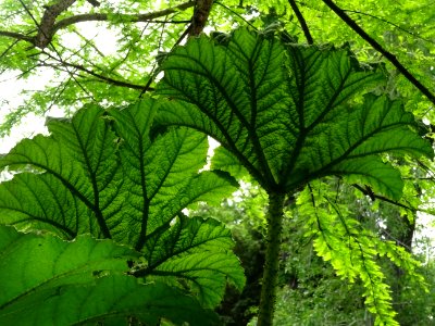 Feuilles de la Rhubarbe géante du Chili, Gunnera chilensis… 
