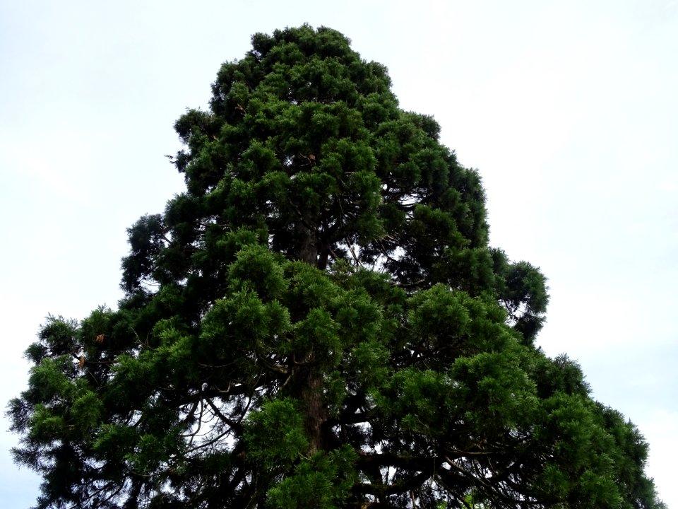 Cime du Séquoia géant, Sequoiadendron giganteum, Taxodiacé… 