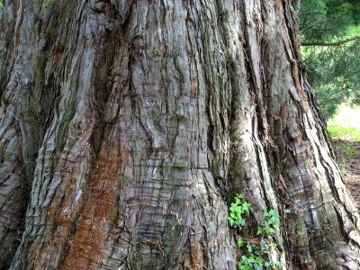 Base du tronc du Séquoia géant, Sequoiadendron giganteum, … photo
