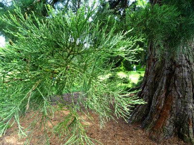 Rameau et tronc du Séquoia géant, Sequoiadendron giganteum… photo