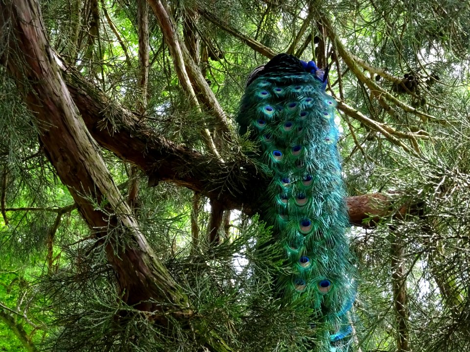 Paon sur une branche de Séquoia géant, Sequoiadendron giga… 