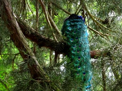 Paon sur une branche de Séquoia géant, Sequoiadendron giga… 