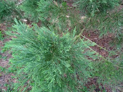 Séquoia géant, Sequoiadendron giganteum, Taxodiacées photo