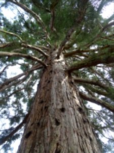 Tronc du Séquoia géant, Sequoiadendron giganteum, Taxodiac… photo