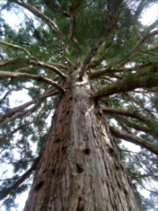 Tronc du Séquoia géant, Sequoiadendron giganteum, Taxodiac… 