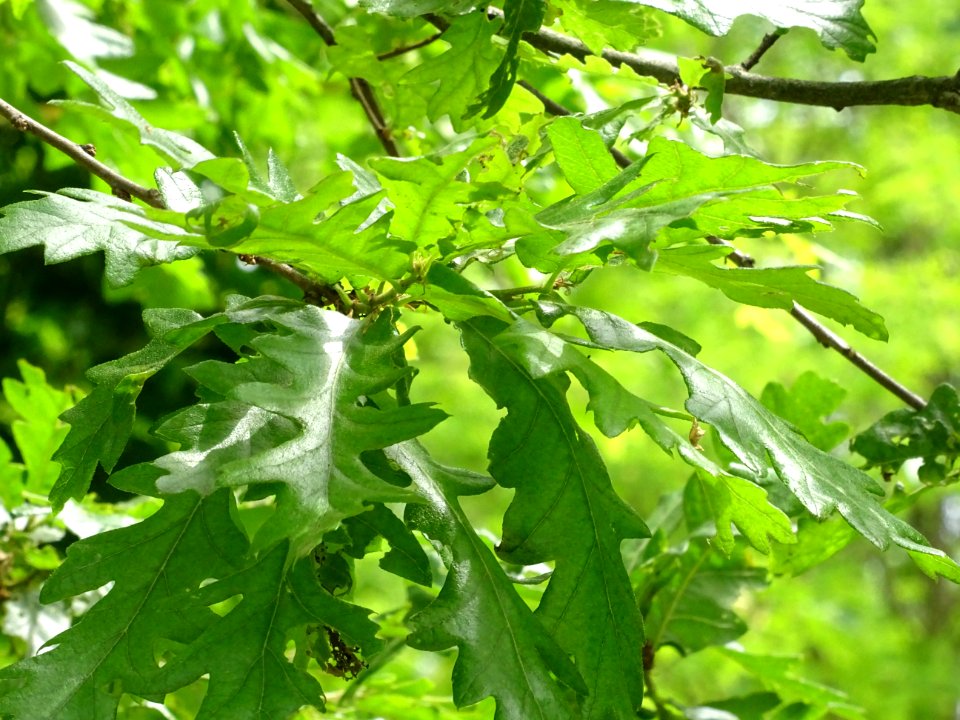 Feuilles du Chêne chevelu ou chêne lombard, Quercus cerris… 