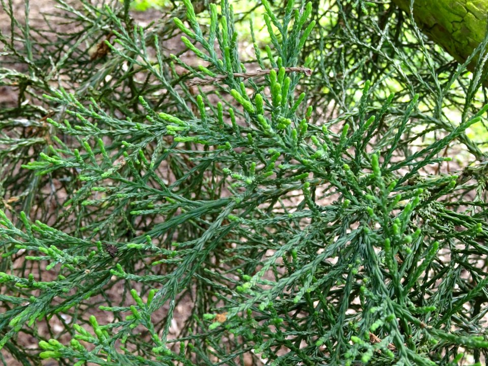 Rameau du Séquoia géant, Sequoiadendron giganteum, Taxodia… 