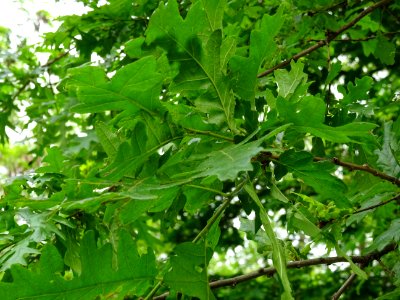 Feuilles du Chêne chevelu ou chêne lombard, Quercus cerris… 