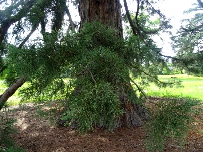 Tronc et rameaux du Séquoia géant, Sequoiadendron giganteu… 