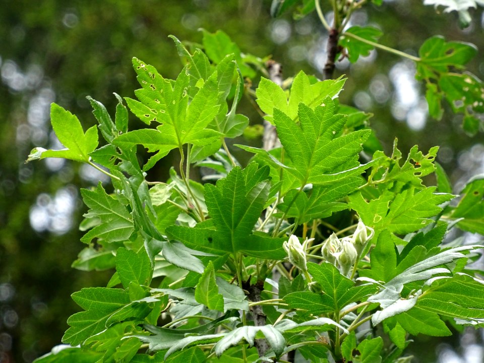 Feuilles et fleurs en boutons de l'Azérolier, Crataegus az… 