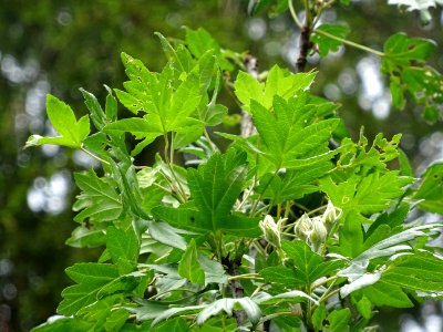 Feuilles et fleurs en boutons de l'Azérolier, Crataegus az… photo