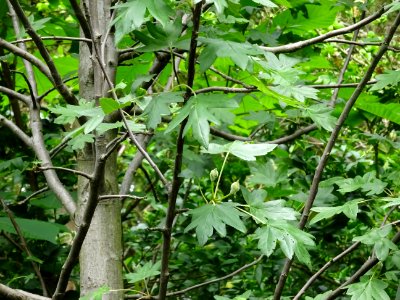 Feuilles et fleurs en boutons de l'Azérolier, Crataegus az… 